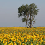 Grand Forks summer