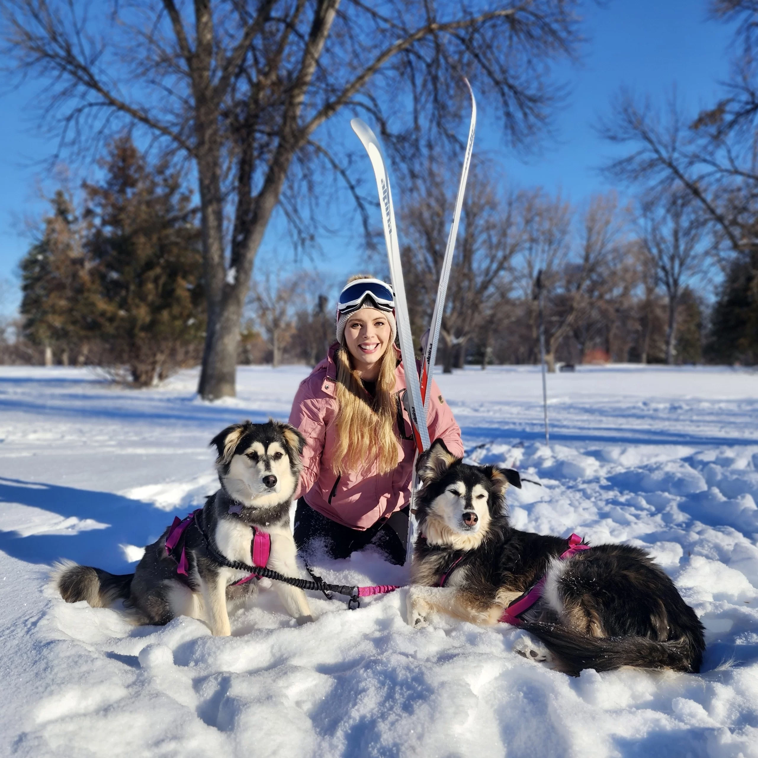 winter-in-grand-forks-snow-dogs Winter in Grand Forks Cassandra sitting with her skiis and two dogs in the snow.