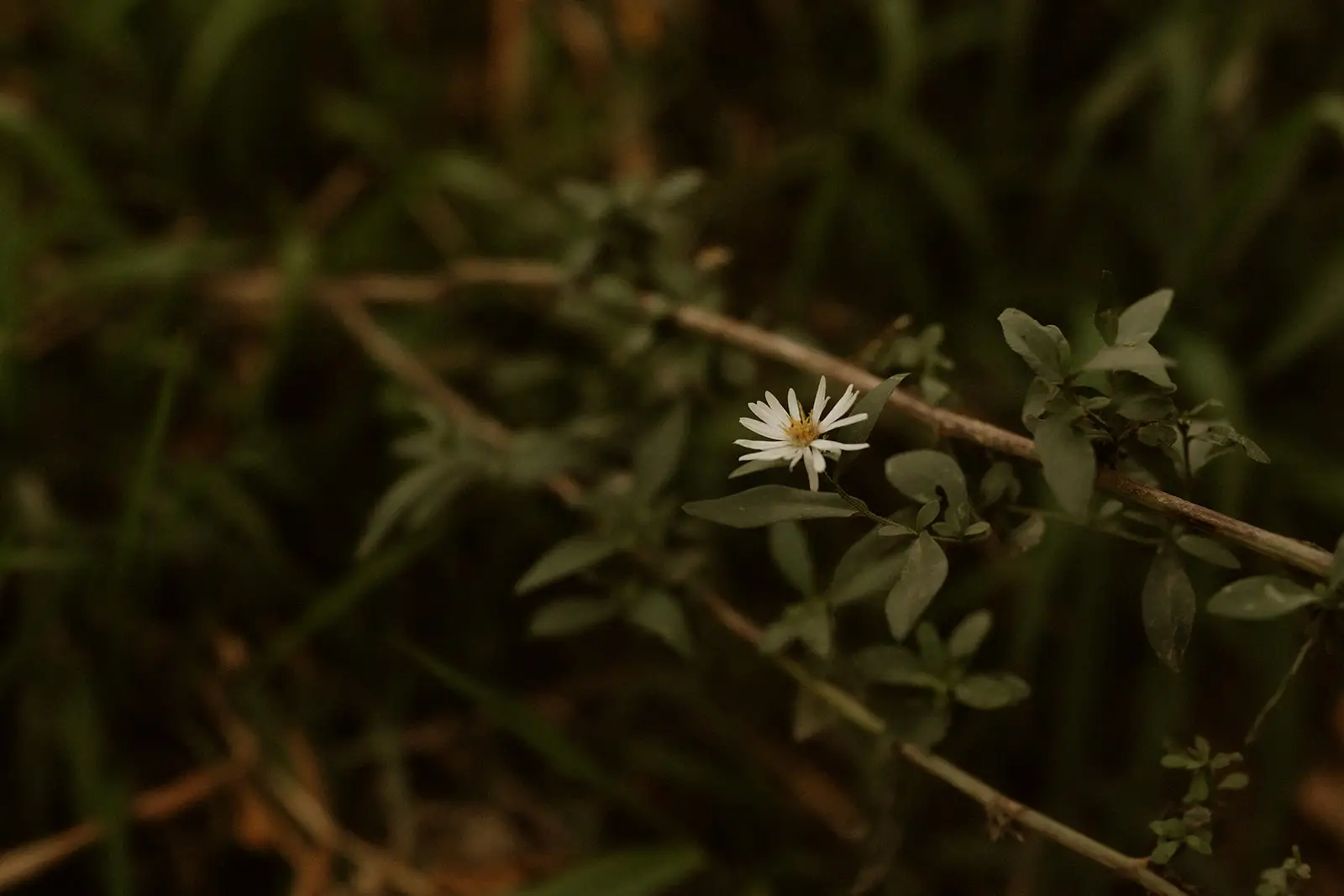 Picture of a flower in Grand Forks.