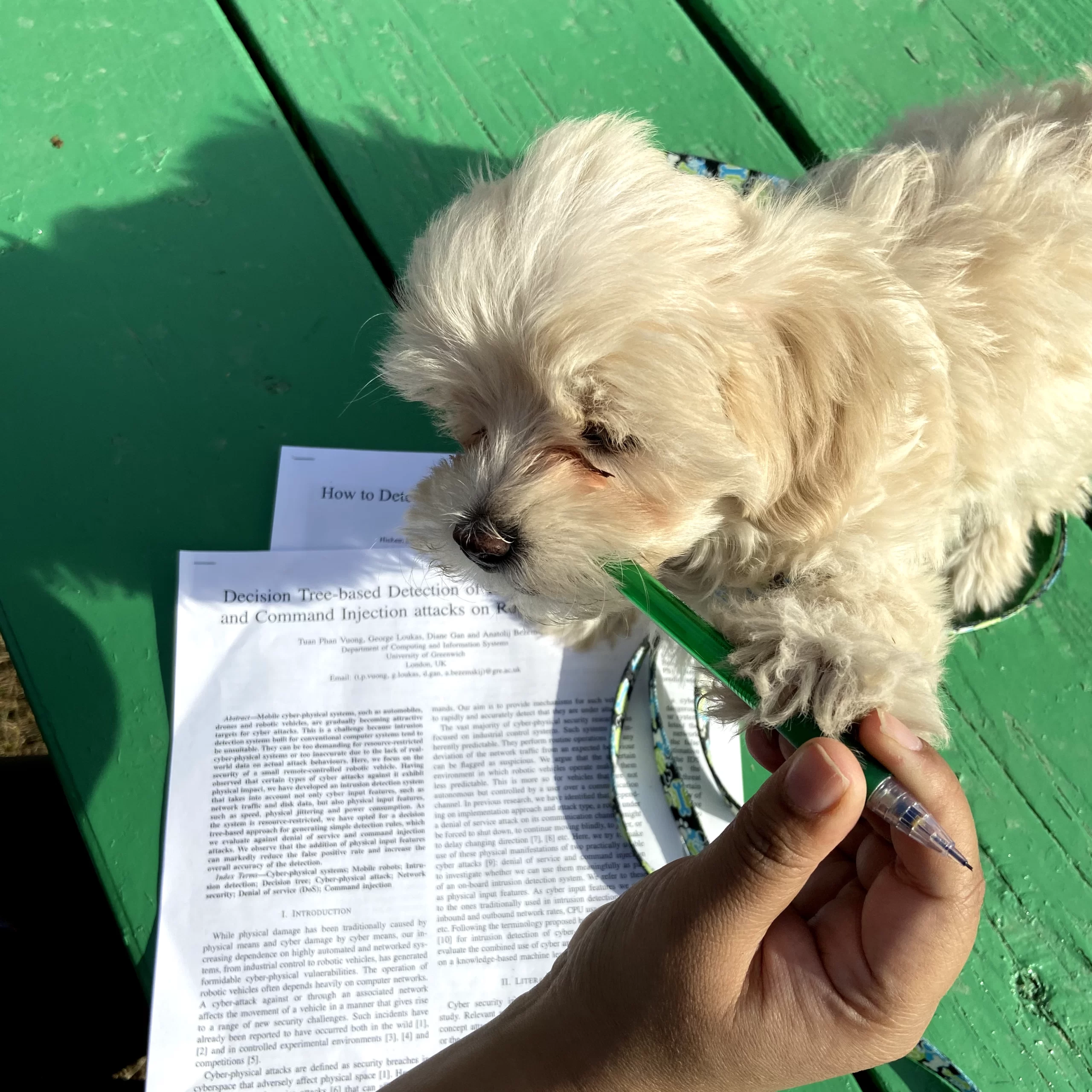 puppys-in-grand-forks-park Rio stands on some academic papers while he tries to eat Benu's pencil.