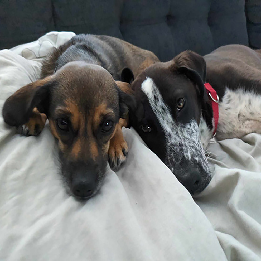 Two pups lounge together snuggling in this closeup