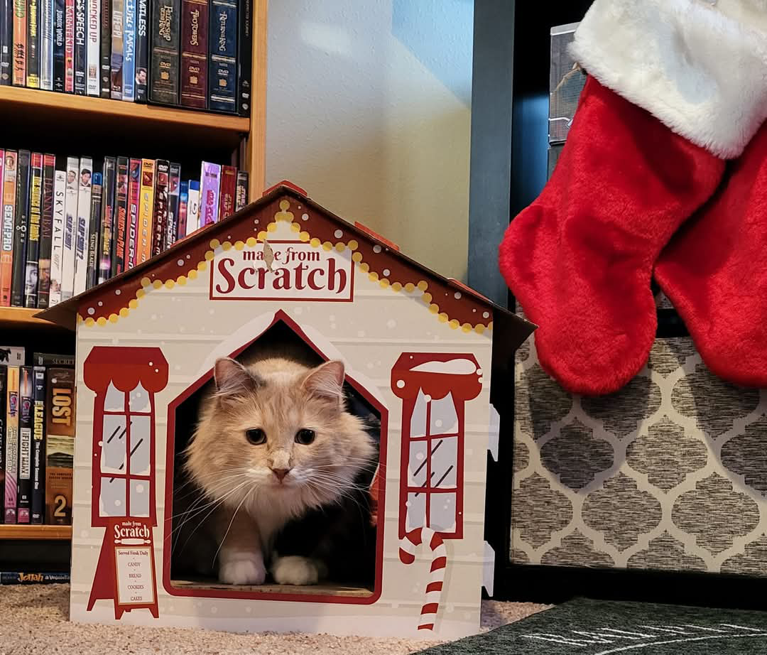 Author Dave's cat is caught perching outside a little festive mini house made of cardboard around christmas time