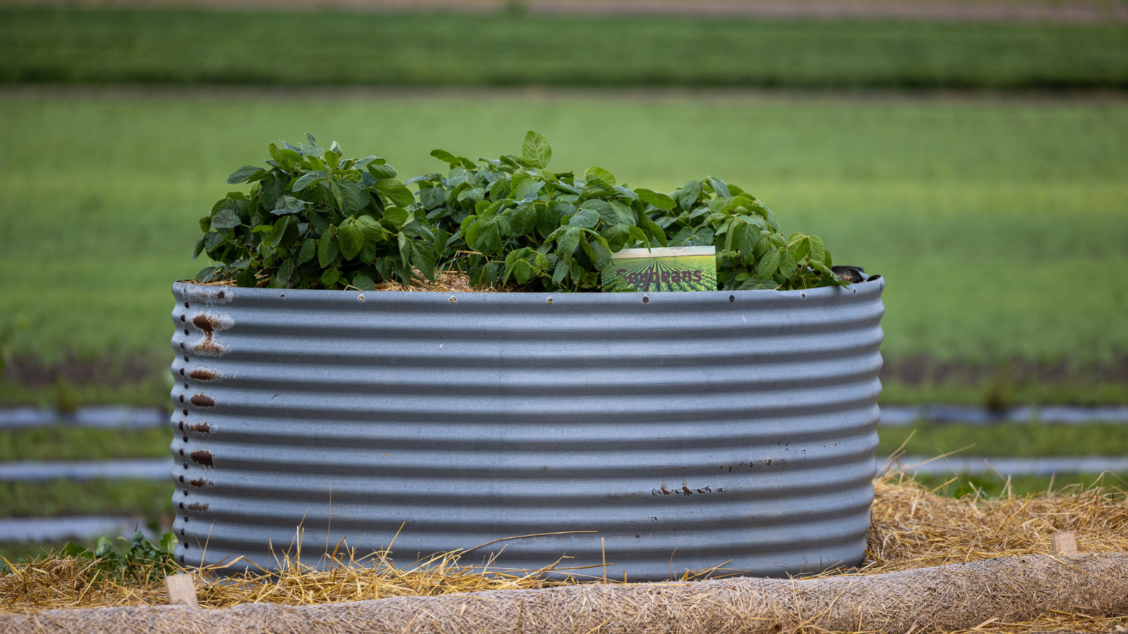 Raised bed for soybean plants.