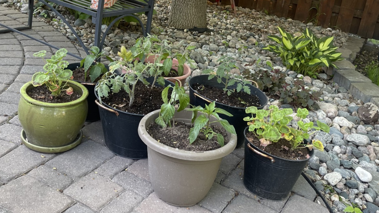 A grouped together photo of veggies and flowers in pots. They have gotten too much sun!