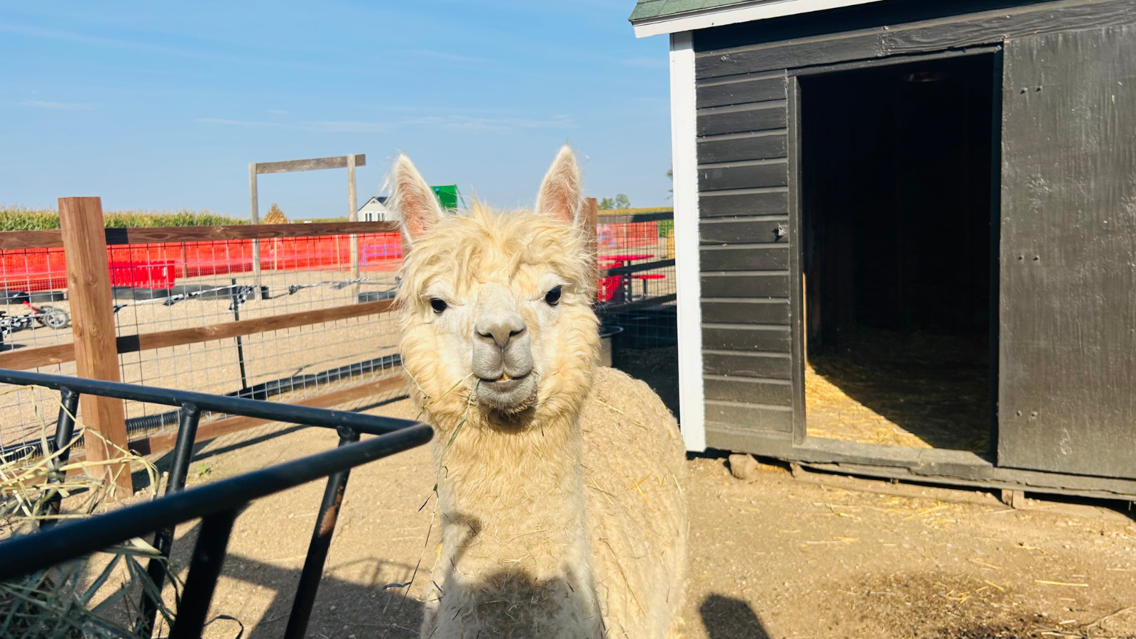 Llama from the pumpkin patch smiles close to the camera