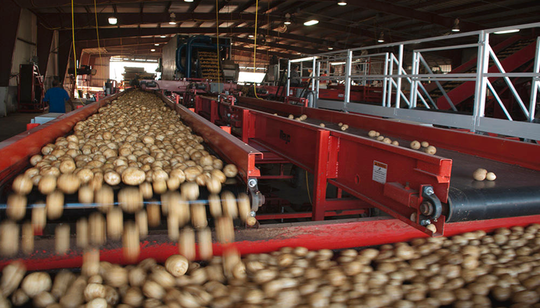 Black Gold Farms Potatoes a bunch of potatoes going down a track