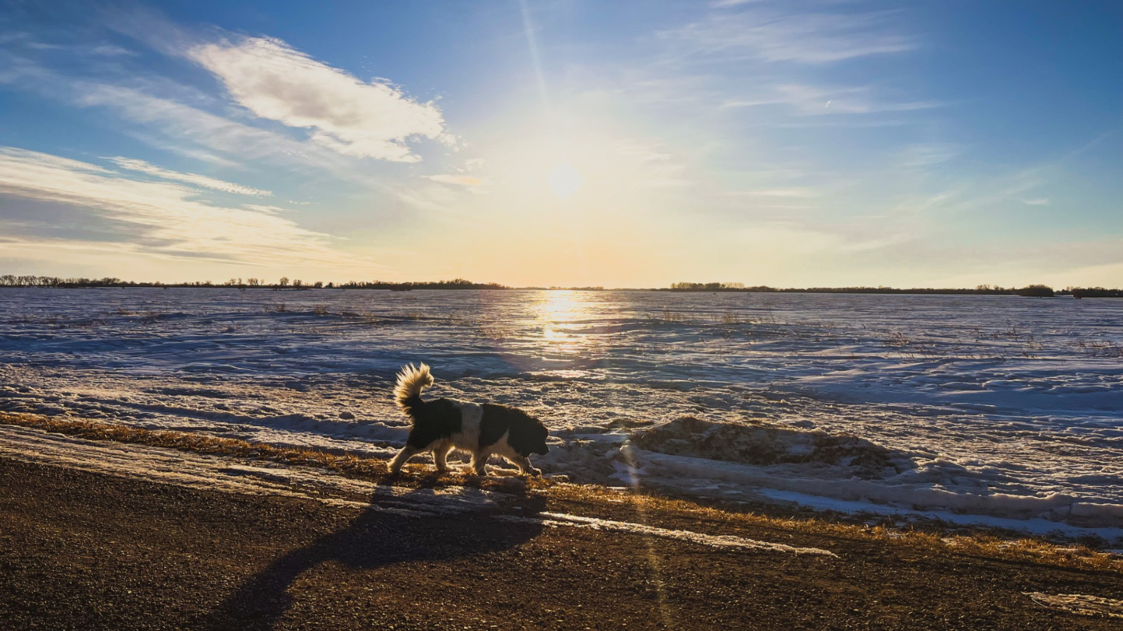 Dog Walking Winter