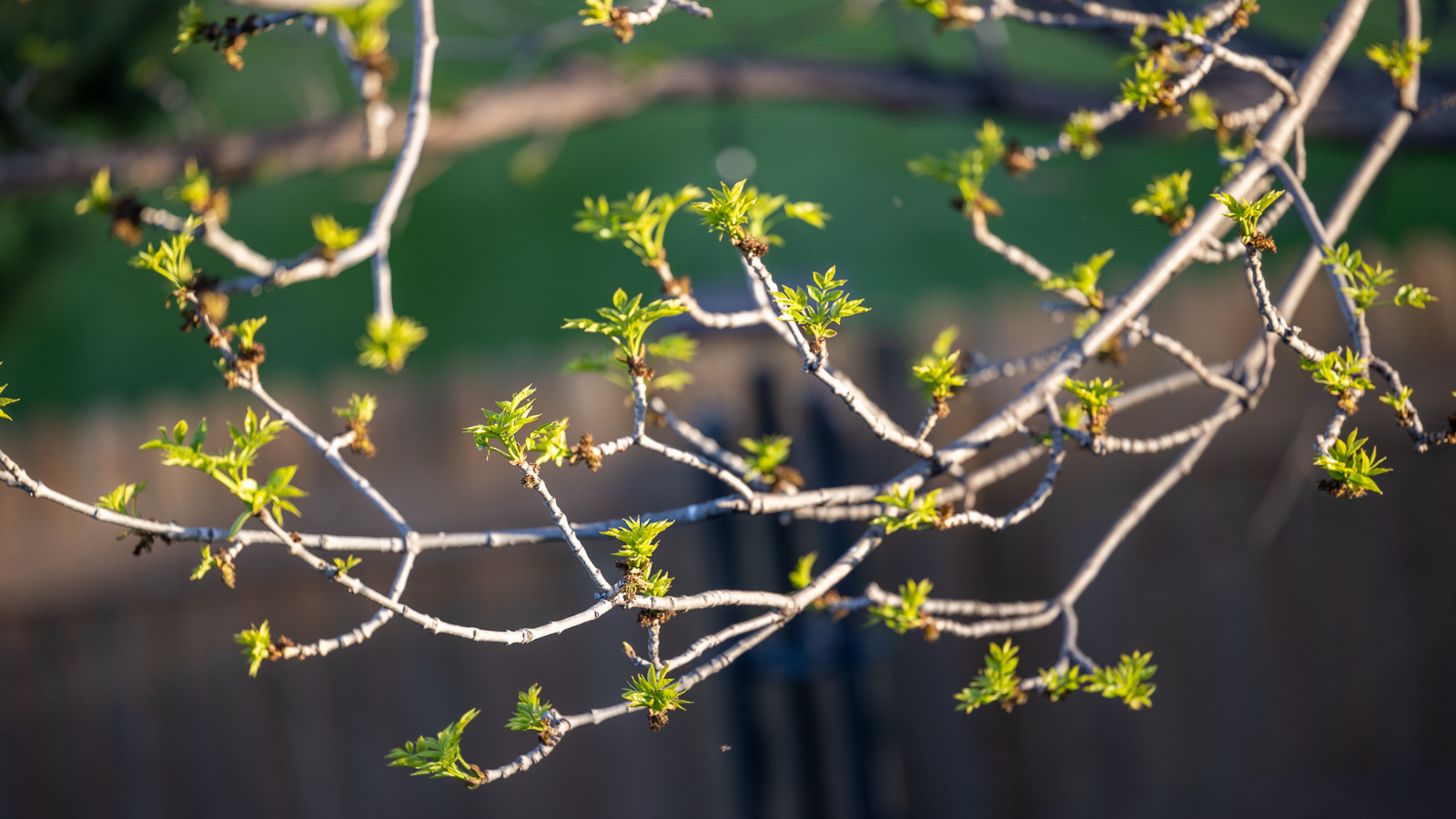An up close shot of some tree branches blossoming in the new season