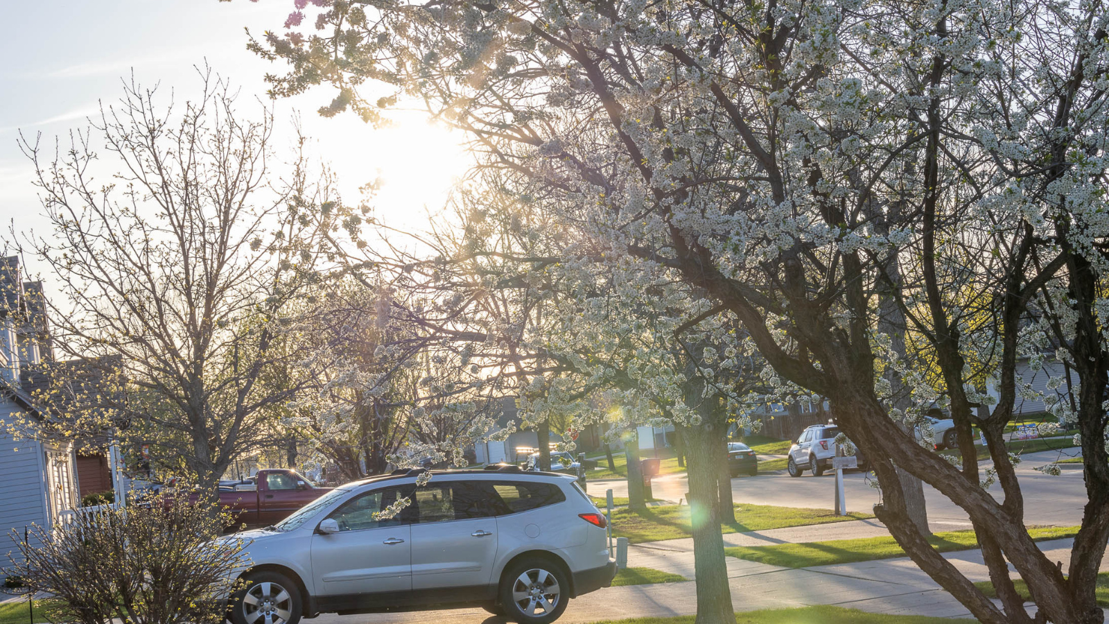 springtime photo in a Grand Forks neighborhood with the sun shining through the new blooms on a tree