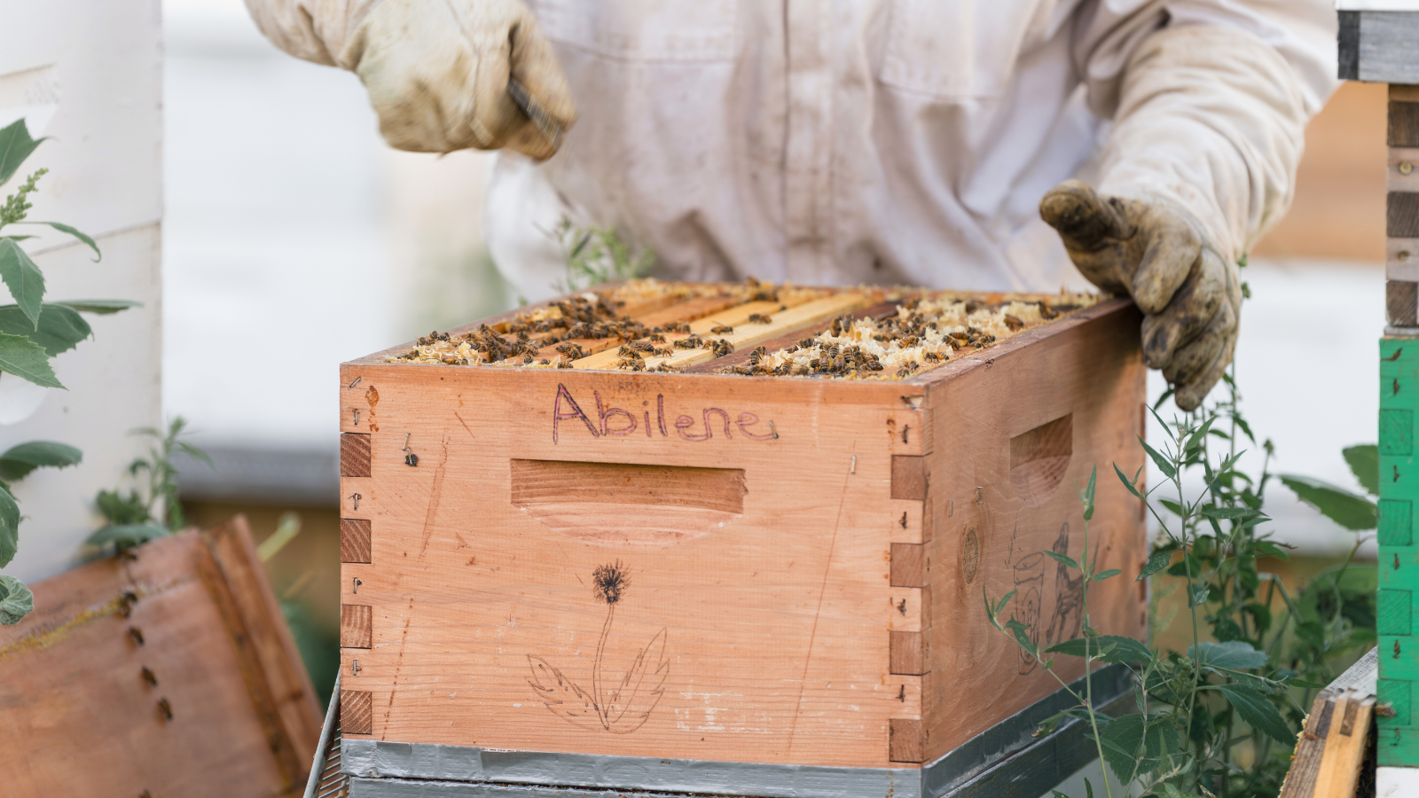 Up close shot of the hive Up close shot of working in the hive rows