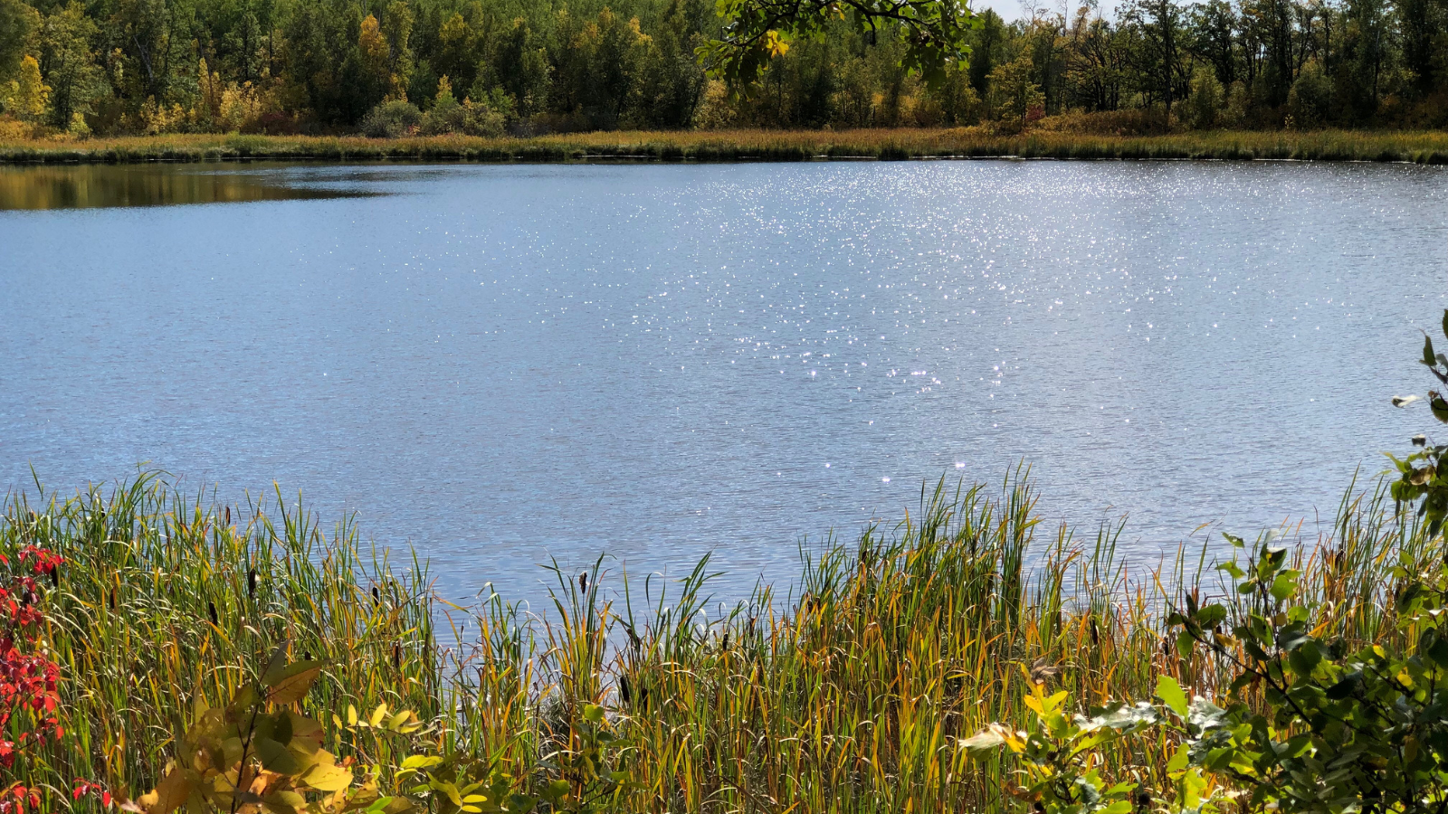 Spring pond photo with the sun shining down