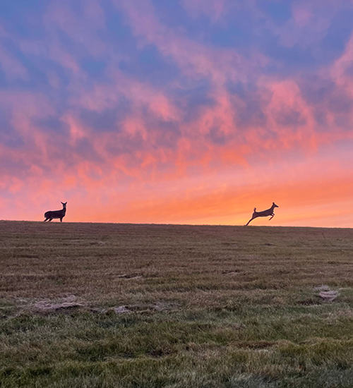 Deer with a sunset featured image