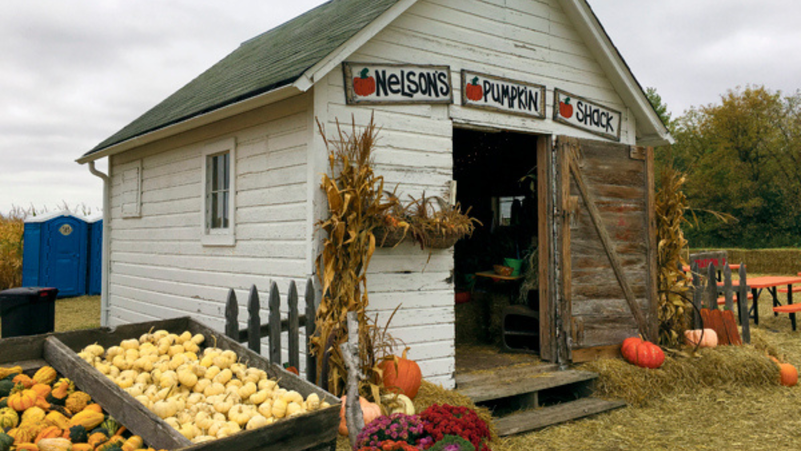 A photo of Nelson's pumpkin patch white barn with pumpkins decorating around
