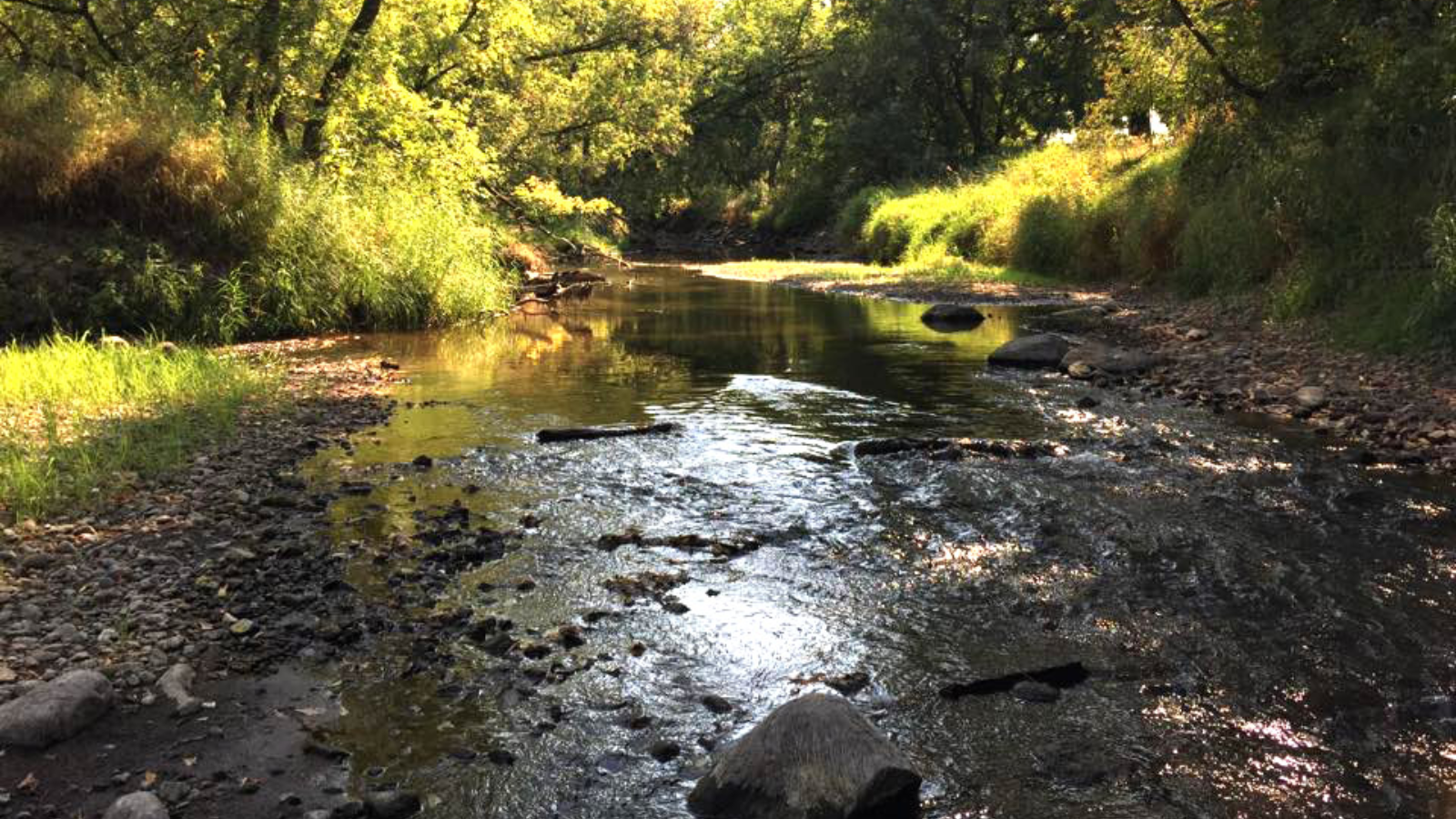 Turtle River Stream Photo