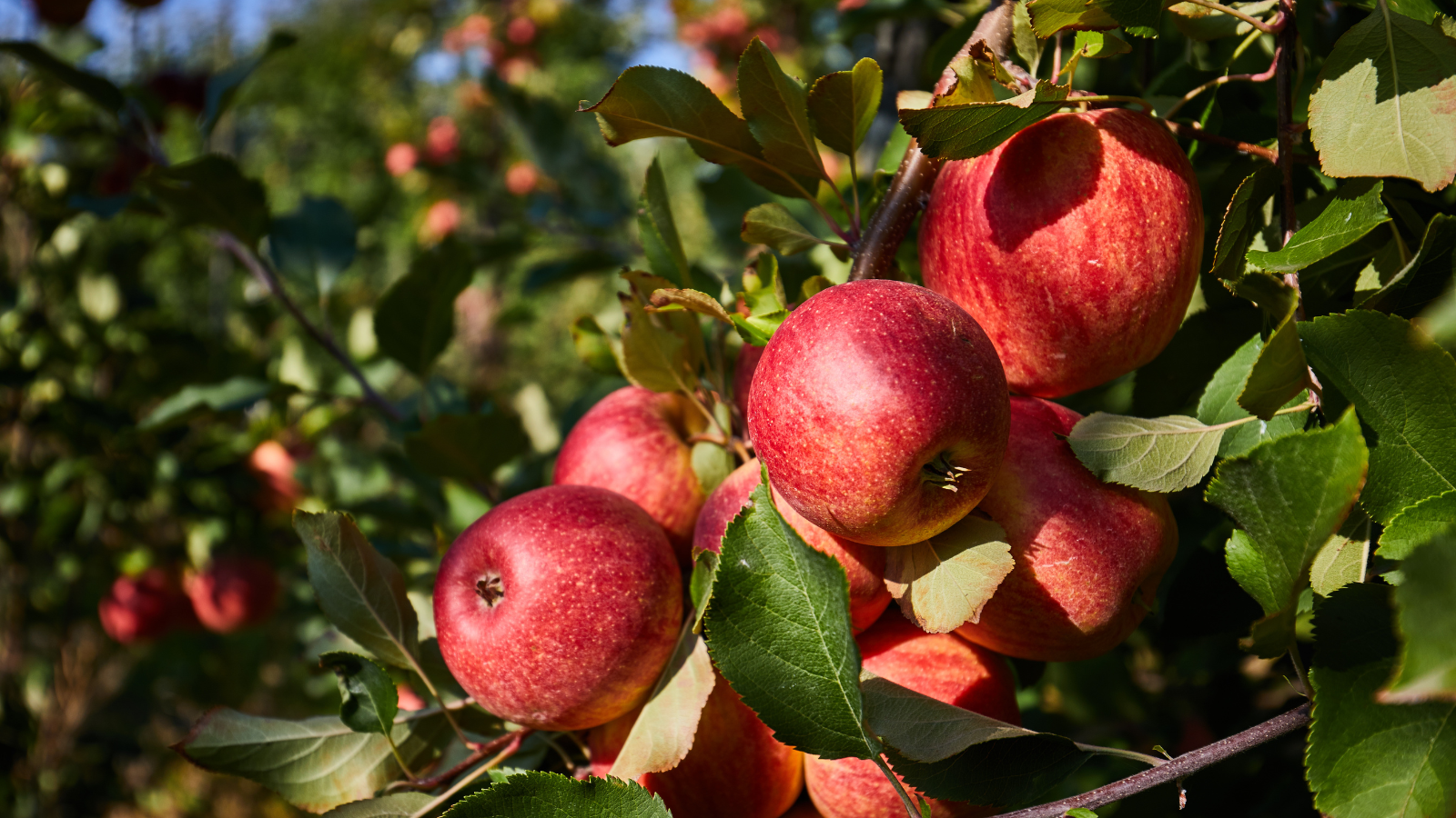 Grafton Apple Orchard